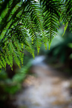 Close up on Fern leaves from Tassie