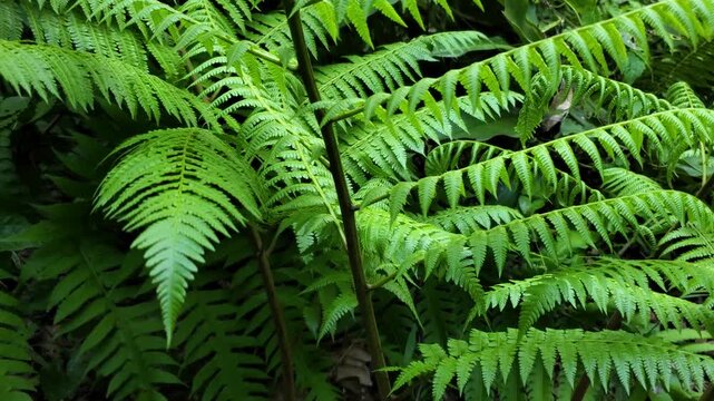 Close-Up Of Lush Green Fern Fronds