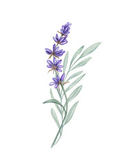 Obraz premium Lavender branch, green leaves bouquet watercolor illustration on isolated background. Field blooming purple flowers clip art. Mediterranean herbs for invitation, aromatherapy product packaging.