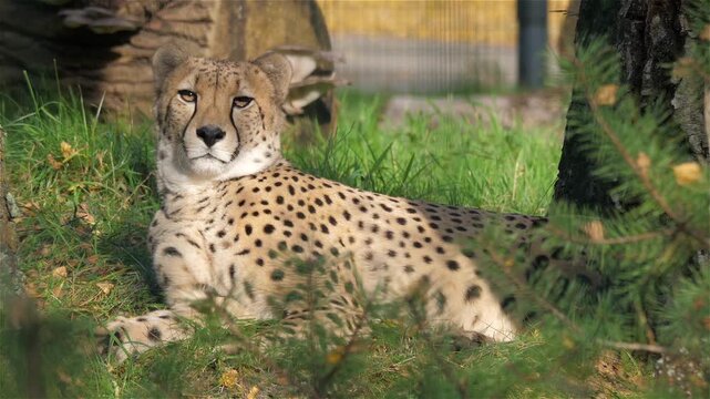 Cheetah (Acinonyx jubatus) Lying in Shade of a Tree - Animal Portrait