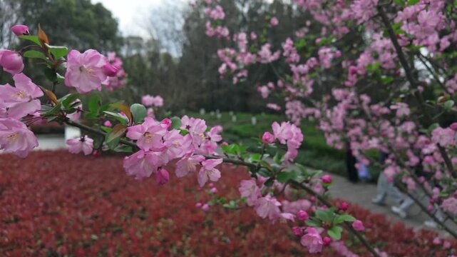 The beautiful scenery of blooming crabapple flowers in spring