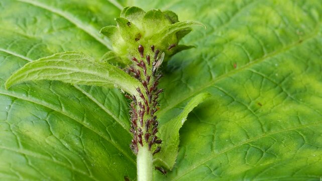 Colony of Aphids (Aphididae) Infesting Green Plant Stem - Closeup of Nature