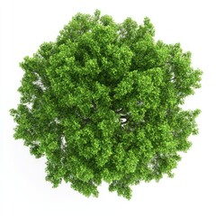Obraz premium Real sycamore tree green view top.