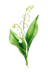 Obraz premium Delicate watercolor lily illustration