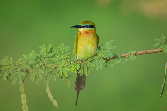 Blue-tailed bee-eater (Merops philippinus) is a bee-eater species mostly seen in open habitats close to water