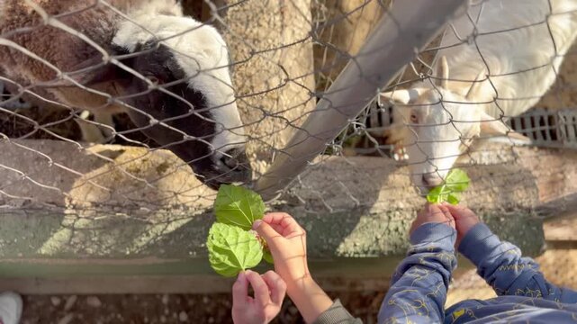 Children feeding goats lettuce through a fence at a farm