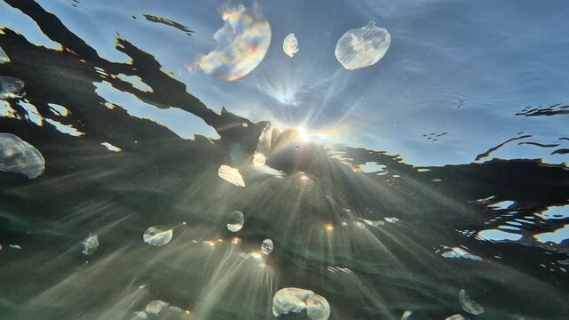 Underwater jellyfish sunlight, tranquil view looking up through clear ocean water, multiple moon jellyfish drift gracefully in sunlit sea
