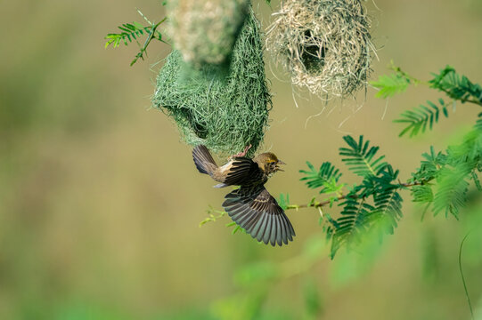 Baya weaver (Ploceus philippinus) is a weaverbird found across the Indian subcontinent and Southeast Asia