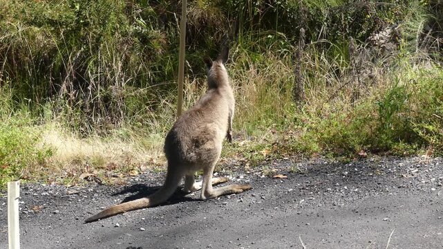 Australian Eastern Grey Kangaroo (macropus giganteus) standing roadside in midday sun flicking ears and looking around