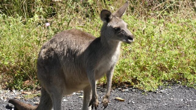 Australian Eastern Grey Kangaroo (macropus giganteus) standing roadside in midday sun flicking ears and looking around