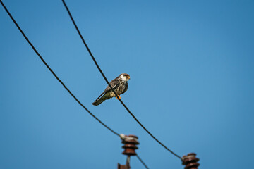 Obraz premium Amur falcon (Falco amurensis) is a small raptor of the falcon family