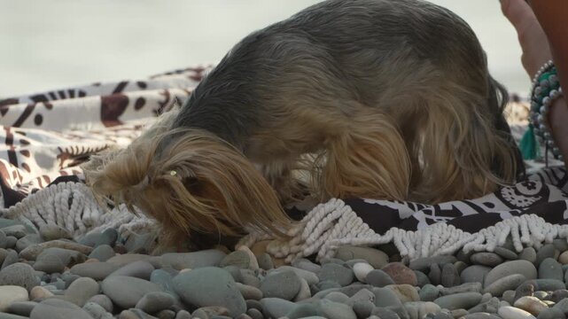 Dog, beach, pebbles, small Yorkshire terrier sniffing on a blanket by the sea, pet travel and relaxation concept
