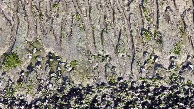 Aerial top down views of oyster beds at low tides in Cancale in France