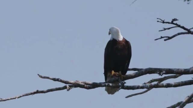 Bald Eagle Perched on Bare Branch Against Sky