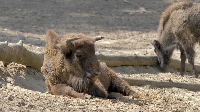 European bison. Scientific species name - Bison bonasus bonasus. Lowland bison