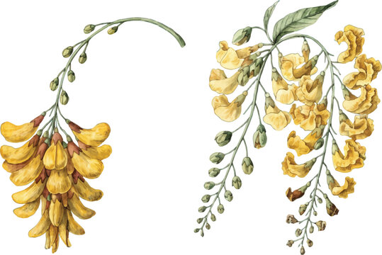 Watercolor Illustration of Yellow Laburnum Flowers