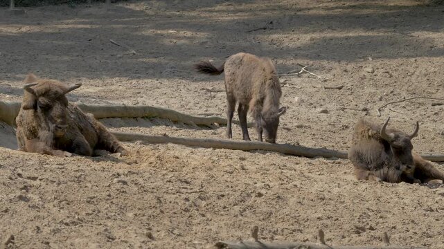 Three European bisons. Scientific species name - Bison bonasus bonasus. Lowland bison
