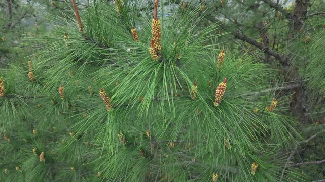 Close up of green pine needles and branches