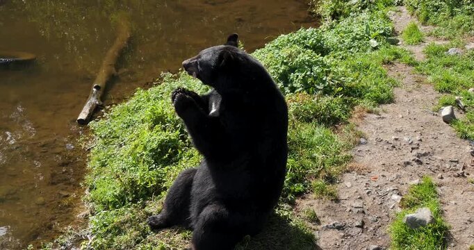 American Black Bear (Ursus Americanus) eating by the riverbank, Alaska.