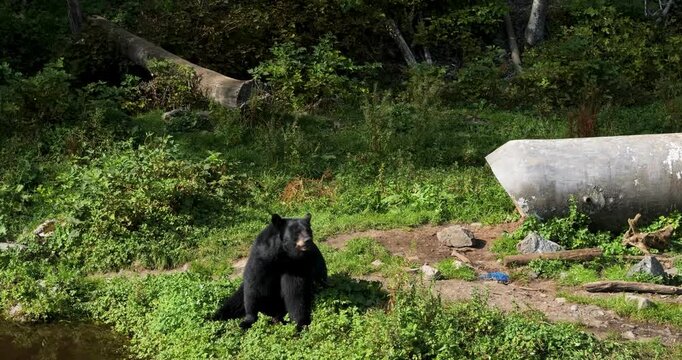 Two American Black Bears (Ursus Americanus).Black bear hiding in a large pipe.Sitka, Alaska.