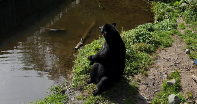 American Black Bear (Ursus Americanus) eating by the riverbank, Alaska.