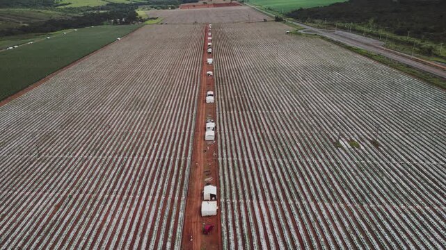 Plastic mulch vegetable fields with drip irrigation and aligned vehicles along service road in Formosa, Goi&aacute;s, Central-West Brazil, intensive horticulture system with organized row patterns, aerial