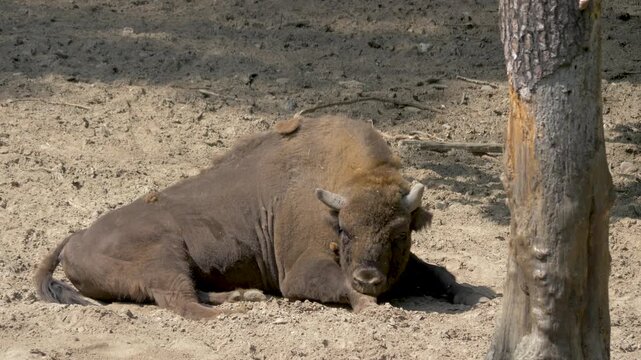 European bison. Scientific species name - Bison bonasus bonasus. Lowland bison