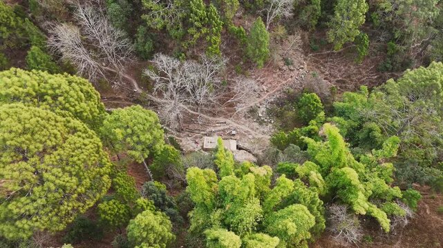 Aerial drone footage with tilt-down movement over a lush green jungle. Shows dense forest canopy, natural landscape, and rich vegetation.