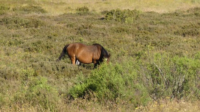 Feral chestnut brown wild horse brumby eating shrubs in Australian high country on sunny afternoon having muscle spasms