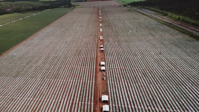 Vegetable farming with plastic mulch and drip irrigation in Formosa, Goi&aacute;s, Brazil, showing long rows and vehicles supporting harvest logistics in intensive horticulture system.