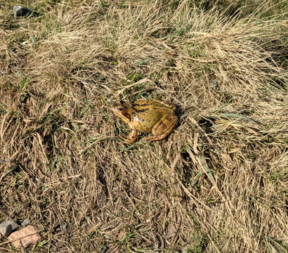 frog in the grass