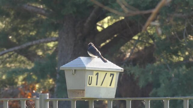 Australian willy (willie) wagtail bird (Rhipidura leucophrys) sitting on a letter box before flying away in late afternoon sun