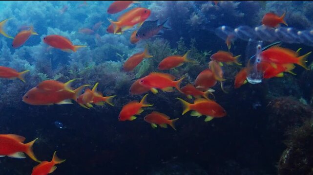 大瀬崎の豊かな海 キンギョハナダイの群泳と中層を漂うサルパ