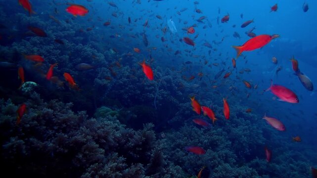 4K 水中動画 キンギョハナダイの群泳と浮遊するサルパの連鎖 大瀬崎