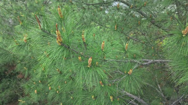 Close up of green pine needles and branches