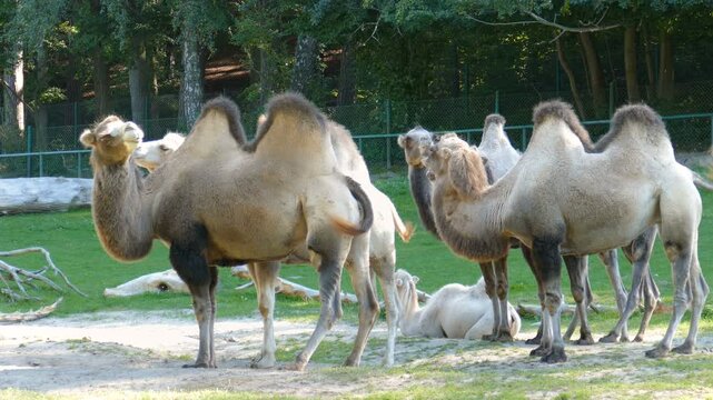 The Bactrian Camel. Scientific species name - Camelus bactrianus