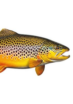 A close-up of a brown trout with distinctive spotted patterns swimming in water