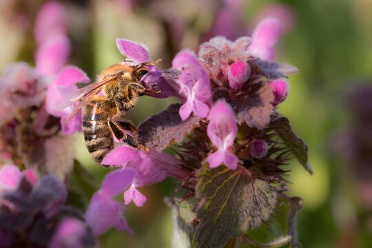 Red dead-nettle pollinated by bee
