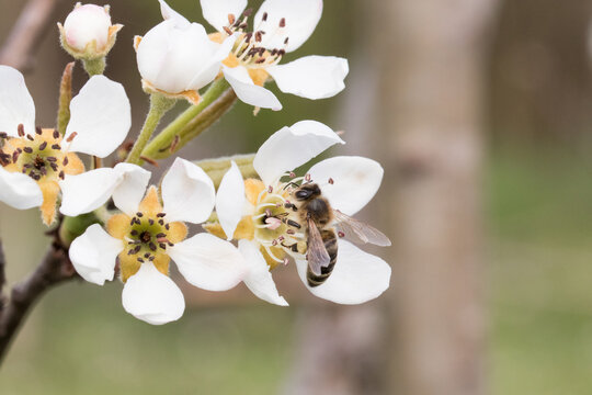 Pear pollinated by bee