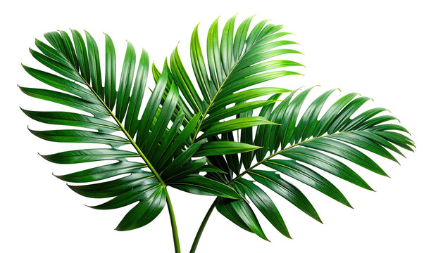 Bright, verdant palm leaves isolated against a stark black background