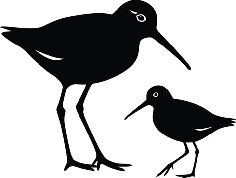 Detailed black and white vector silhouette of an adult sandpiper bird with its small chick standing isolated on white background for wildlife nature design.