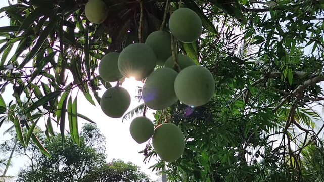 Tropical mango fruit tree with clusters of unripe green mangoes hanging from its branches, surrounded by dense elongated leaves and bright sunlight. Captured in summer season daylight.