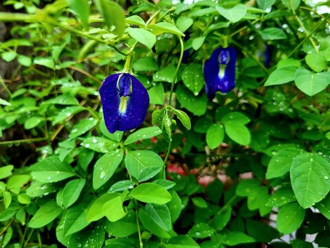 Flower of Clitoria ternatea, commonly known as Asian pigeonwings, bluebellvine, blue pea, butterfly pea, cordofan pea or Darwin pea, is a plant species belonging to the family Fabaceae, endemic
