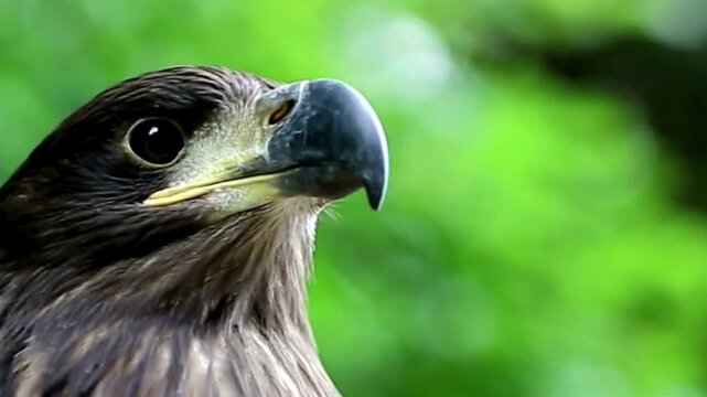 Eagle Head Profile with Hooked Beak Closeup