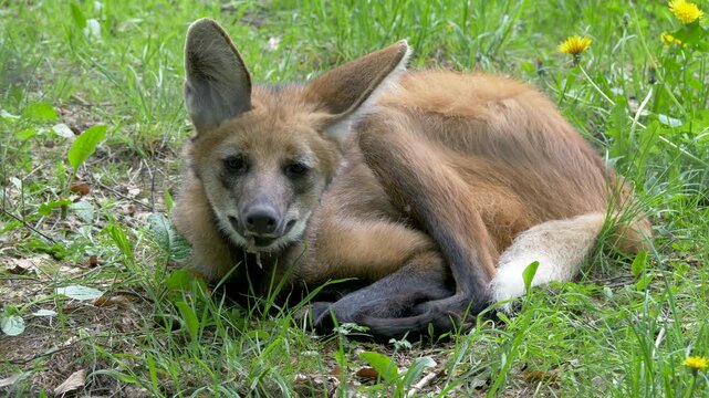 The Maned Wolf looking into camera. Scientific species name - Chrysocyon Brachyurus