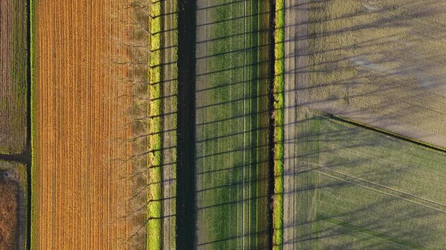 Aerial view of green and brown agricultural fields with long parallel shadows from a row of trees during golden hour in Mont Saint-Michel, Normandy, France.
