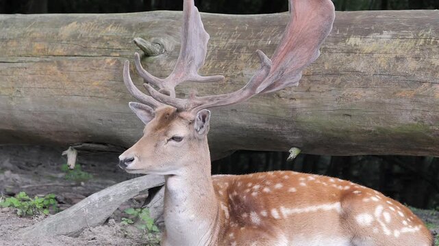 Male of wild fallow deer resting in a forest. Scientific species name - dama dama.