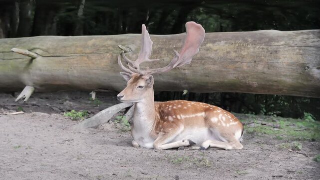 Wild fallow deer male. Scientific species name - dama dama