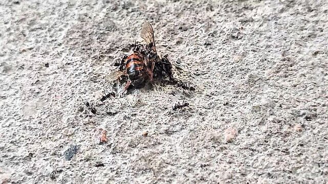 El Funeral de Una Abeja 🐝