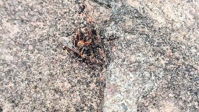 Hormigas Obreras Carn&iacute;voras 